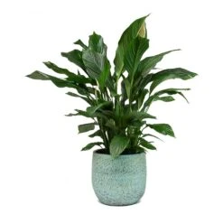 Spathiphyllum Sweet Lauretta - Peace Lily -HousePlants Shop Spathiphyllum Sweet Lauretta Peace Lily Evi Plant Pot Antique Bronze