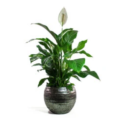 Spathiphyllum Sweet Lauretta - Peace Lily -HousePlants Shop Spathiphyllum Sweet Lauretta Peace Lily Opus Hammered Globe Planter Silver cf14b11d 2e46 42b7 b6bd 8b1eabd42390