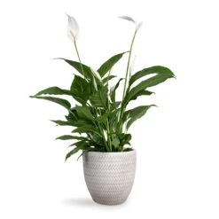 Spathiphyllum Vivaldi - Peace Lily -HousePlants Shop Spathiphyllum Vivaldi Peace Lily 17x70cm Angle Couple Plant Pot White 24x23cm 3e0a5422 ce42 411d 9564 bfcd773153d3