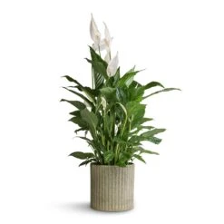 Azalea Ribbed Plant Pot - Speckled Green Stone -HousePlants Shop Spathiphyllum Vivaldi Peace Lily 17x70cm Azalea Ribbed Plant Pot Speckled Green Stone 20x20cm