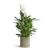 Spathiphyllum Vivaldi - Peace Lily 1 Spathiphyllum Vivaldi - Peace Lily -HousePlants Shop Spathiphyllum Vivaldi Peace Lily 17x70cm Azalea Ribbed Plant Pot Speckled Green Stone 20x20cm ec9c6036 a94d 431c b00f fe3bff47f9d1