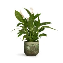 Moon Plant Pot - Jungle -HousePlants Shop Spathiphyllum Vivaldi Peace Lily 17x70cm Moon Plant Pot Jungle 23x20cm