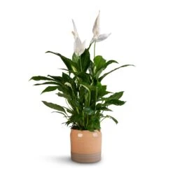 Spathiphyllum Vivaldi - Peace Lily -HousePlants Shop Spathiphyllum Vivaldi Peace Lily 17x70cm Puro Ripple Plant Pot Peach 21x19cm b1457af6 8a9d 47c9 88e5 050e33f6778c
