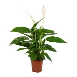 Spathiphyllum Vivaldi - Peace Lily -HousePlants Shop Spathiphyllum Vivaldi Peace Lily