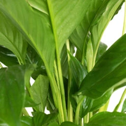 Spathiphyllum Vivaldi - Peace Lily -HousePlants Shop Spathiphyllum Vivaldi Peace Lily 3