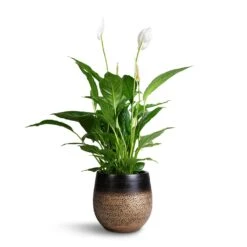 Spathiphyllum Vivaldi - Peace Lily -HousePlants Shop Spathuphyllum Vivaldi Peace Lilly 17x70cm Mya Plant Pot Deep Champagne 22x20cm