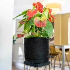 Stefan Plant Baskets - Set Of 3 - Black -HousePlants Shop Stefan Plant Basket Black Houseplant