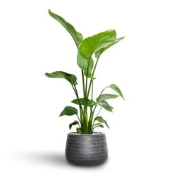Strelitzia Nicolai - Bird Of Paradise - HydroCare -HousePlants Shop Strelitzia nicolai Bird of Paradise Hydroculture 21 19 x 85cm Angle Darcy Plant Pot Anthracite 34.5 x 24cm