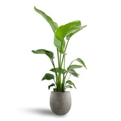 Grigio Balloon Plant Pot - Natural Concrete -HousePlants Shop Strelitzia nicolai Bird of Paradise Hydroculture 21 19 x 85cm Grigio Balloon Plant Pot Natural Concrete 30 x 30cm 5ec60632 445d 4e4d ae9d 2458275d2b3a