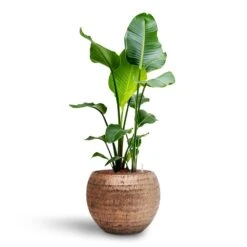 Strelitzia Nicolai - Bird Of Paradise - HydroCare -HousePlants Shop Strelitzia nicolai Bird of Paradise Hydroculture 22 19 x 105cm Opus Hammered Globe Planter Gold 41 x 32cm