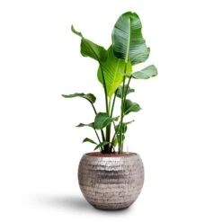 Strelitzia Nicolai - Bird Of Paradise - HydroCare -HousePlants Shop Strelitzia nicolai Bird of Paradise Hydroculture 22 19 x 105cm Opus Hammered Globe Planter Silver 40 x 32cm aa28672a f53b 479e a5f0 ecf6a6c9dad1