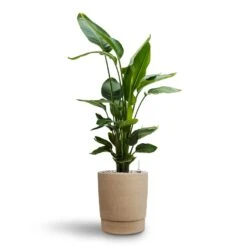 Strelitzia Nicolai - Bird Of Paradise - HydroCare -HousePlants Shop Strelitzia nicolai Bird of Paradise Hydroculture 26 25 x 140cm Chao Plant Pot Concrete 27.5 x 31.5cm