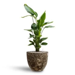Lava Couple Relic Planter - Black -HousePlants Shop Strelitzia nicolai Bird of Paradise Hydroculture 26 25 x 140cm Lava Couple Relic Planter Black 37 x 34cm 7913072b 904a 4688 8948 346b2115b336