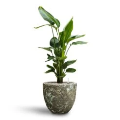 Strelitzia Nicolai - Bird Of Paradise - HydroCare -HousePlants Shop Strelitzia nicolai Bird of Paradise Hydroculture 26 25 x 140cm Lava Couple Relic Planter Jade 36 x 34cm