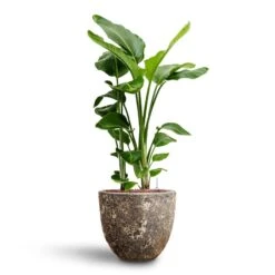 Strelitzia Nicolai - Bird Of Paradise - HydroCare -HousePlants Shop Strelitzia nicolai Bird of Paradise Hydroculture 26 25 x 140cm Lava Couple Relic Planter Rust 37 x 34cm
