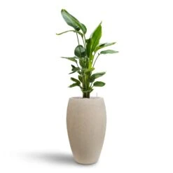 Strelitzia Nicolai - Bird Of Paradise - HydroCare -HousePlants Shop Strelitzia nicolai Bird of Paradise Hydroculture 26 25 x 140cm Raindrop Tall Balloon Planter Stone 37 x 60cm