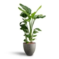 Strelitzia Nicolai - Bird Of Paradise - HydroCare -HousePlants Shop Strelitzia nicolai Bird of Paradise Hydroculture 28 19 x 100cm Grigio Egg Pot Planter Natural Concrete 40 x 36cm