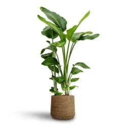 Patt Plant Pot - Straw Grass -HousePlants Shop Strelitzia nicolai Bird of Paradise Hydroculture 28 19 x 100cm Patt Plant Pot Straw Grass 35 x 30cm