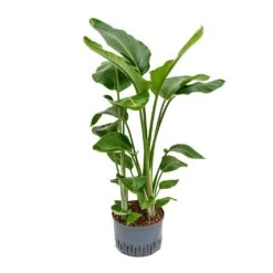 Strelitzia Nicolai - Bird Of Paradise - HydroCare -HousePlants Shop Strelitzia nicolai Bird of Paradise Hydroculture 28 19x110cm 3stems