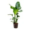 Strelitzia Nicolai - Bird Of Paradise - HydroCare -HousePlants Shop Strelitzia nicolai Bird of Paradise Hydroculture Indoor Plant