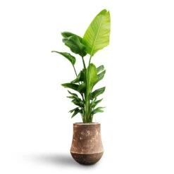 Polystone Coated Darcy Planter - Rock -HousePlants Shop Strelitzia nicolai Bird of Paradise Hydroculture Polystone Coated Darcy Planter Rock