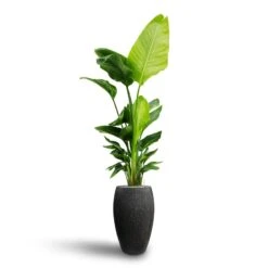 Raindrop Tall Balloon Planter - Anthracite -HousePlants Shop Strelitzia nicolai Bird of Paradise Hydroculture Raindrop Tall Vase Planter Anthracite