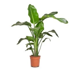 Strelitzia Nicolai - Giant White Bird Of Paradise -HousePlants Shop Strelitzia nicolai Giant White Bird of Paradise 17x90cm
