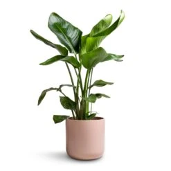 Strelitzia Nicolai - Giant White Bird Of Paradise -HousePlants Shop Strelitzia nicolai Giant White Bird of Paradise 17x90cm Lisbon Plant Pot Pink Clay 21x21cm 2a333f74 6d21 40a1 97b1 54881684fced