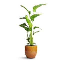 Strelitzia Nicolai - Giant White Bird Of Paradise -HousePlants Shop Strelitzia nicolai Giant White Bird of Paradise 21x110cm Jolin Plant Pot Forest 29x27cm dd215550 c3f9 4dca 985a d9d617c8a461
