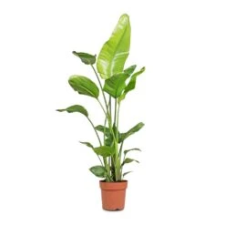 Strelitzia Nicolai - Giant White Bird Of Paradise -HousePlants Shop Strelitzia nicolai Giant White Bird of Paradise 21x130cm