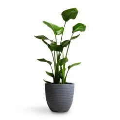 Angle Couple Plant Pot - Grey -HousePlants Shop Strelitzia nicolai Giant White Bird of Paradise 21x85cm Angle Couple Plant Pot Grey 30x28cm