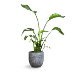 Strelitzia Nicolai - Giant White Bird Of Paradise -HousePlants Shop Strelitzia nicolai Giant White Bird of Paradise 21x85cm Cas Plant Pot Anthracite 25x23cm a579646f 604c 45a7 9ba5 e2768419a654