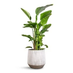 Harith Plant Pot - Ridged White Stripe -HousePlants Shop Strelitzia nicolai Giant White Bird of Paradise 29x140cm Harith Plant Pot Ridged White Stripe 42x38cm 5c45ee41 66ef 4c3b b30c 709027bbffa2