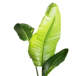 Strelitzia Nicolai - Giant White Bird Of Paradise -HousePlants Shop Strelitzia nicolai Giant White Bird of Paradise SWATCH 2