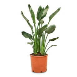 Strelitzia Reginea - Bird Of Paradise -HousePlants Shop Strelitzia reginea Bird of Paradise 28x100cm