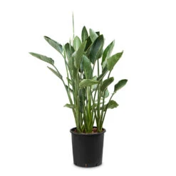 Strelitzia Reginea - Bird Of Paradise -HousePlants Shop Strelitzia reginea Bird of Paradise 34x150cm