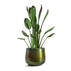 Strelitzia Reginea - Bird Of Paradise -HousePlants Shop Strelitzia reginea Bird of Paradise Elisa Metal Plant Pots Set of 3 Vintage Green