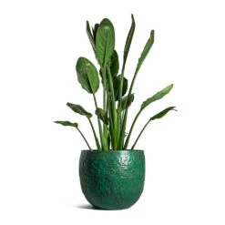 Strelitzia Reginea - Bird Of Paradise -HousePlants Shop Strelitzia reginea Bird of Paradise Famke Metal Plant Pots Set of 3 Old Blue