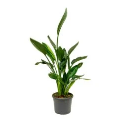 Strelitzia Reginea - Bird Of Paradise -HousePlants Shop Strelitzia reginea Bird of Paradise Large