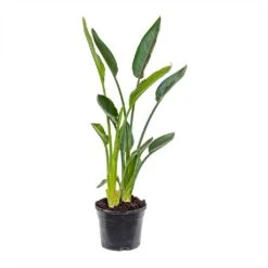 Strelitzia Reginea - Bird Of Paradise -HousePlants Shop Strelitzia reginea Bird of Paradise Medium