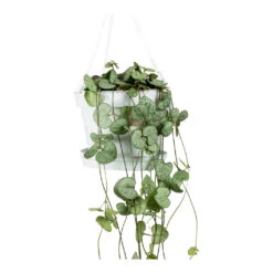 Ceropegia Woodii - String Of Hearts -HousePlants Shop String Of Hearts Ceropegia Woodii