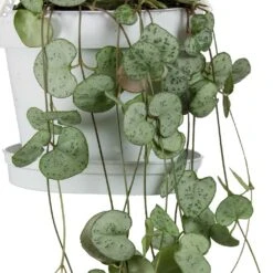 Ceropegia Woodii - String Of Hearts -HousePlants Shop String Of Hearts Ceropegia Woodii Leaves