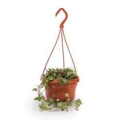 Ceropegia Woodii - String Of Hearts -HousePlants Shop String of hearts 14x30cm withhanger