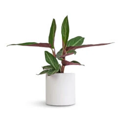 Puk Essentials Planter - Matt White -HousePlants Shop Stromanthe sanguinea Stripestar 12x40cm Puk Essentials Planter Matt White 15x15cm a76da8e0 1bc6 41ab 8e72 509005662afd