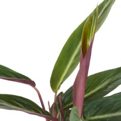 Stromanthe Sanguinea Stripestar 9 Stromanthe Sanguinea Stripestar -HousePlants Shop Stromanthe sanguinea Stripestar SWATCH 274bf956 e123 47fe 87d7 078ac95af2bd