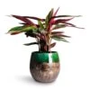 Stromanthe Sanguinea Triostar 2 Stromanthe Sanguinea Triostar -HousePlants Shop Stromanthe sanguinea Triostar 14x55cm Lindy Plant Pot Black Green 30x25cm