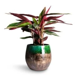 Lindy Plant Pot - Black Green -HousePlants Shop Stromanthe sanguinea Triostar 14x55cm Lindy Plant Pot Black Green 30x25cm e5554dac a1b2 4352 bb2c 474a343b8b3b