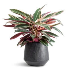 Stromanthe Sanguinea Triostar 24 Stromanthe Sanguinea Triostar -HousePlants Shop Stromanthe sanguinea Triostar 19x70cm Raindrop Tube Round Planter Anthracite 30x26cm 085d93cd a145 4a75 99a2 c74f828d18cc
