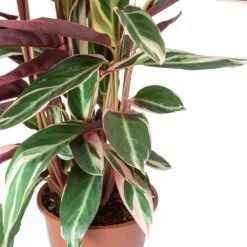 Stromanthe Sanguinea Triostar 20 Stromanthe Sanguinea Triostar -HousePlants Shop Stromanthe sanguinea Triostar Leaves