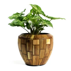 Syngonium Nephthytis Arrow - Arrow Plant -HousePlants Shop Syngonium nephphytis Arrow Arrow Plant Facets Couple Planter Jenga 54af67d5 73e9 402a b5eb 1a1c090527f5